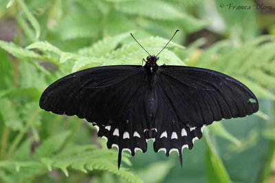Papilio spec.
