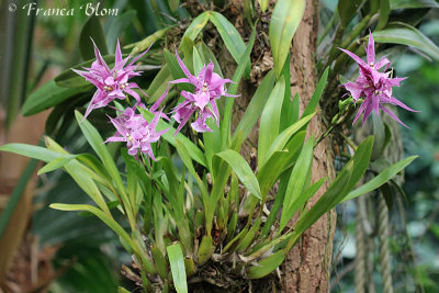 Orchideenhoeve