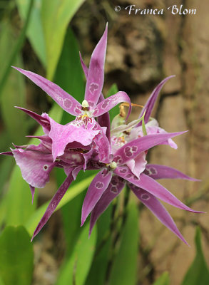 Orchideenhoeve