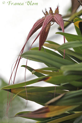 Bulbophyllum hybride var. Elizabeth Ann Buckleberry (gekweekt)