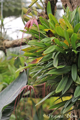 Bulbophyllum hybride var. Elizabeth Ann Buckleberry (gekweekt)