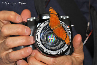 Dryas julia - Oranje passiebloemvlinder