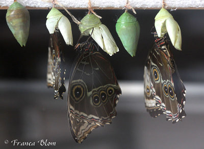 Morpho peleides - Azuurvlinder