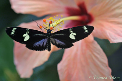 Heliconius doris