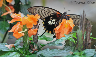 Papilio memnon