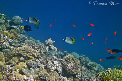 Witte koraalvlinders en rode vlaggenbaarsjes