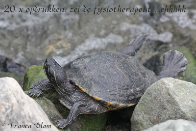 Roodwangschildpad