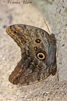 Caligo eurilochus - uilvlinder