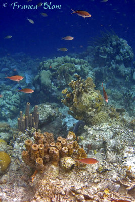 Diverse koralen