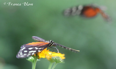 Heliconius hecale