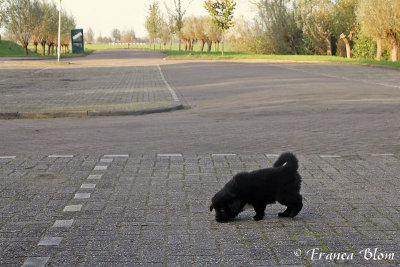 Puppy ontdekt de wereld
