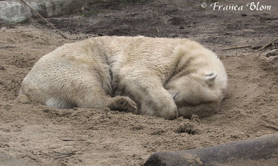 Slapende ijsbeer