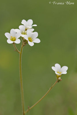 Saxifraga granulata - Knolsteenbreek