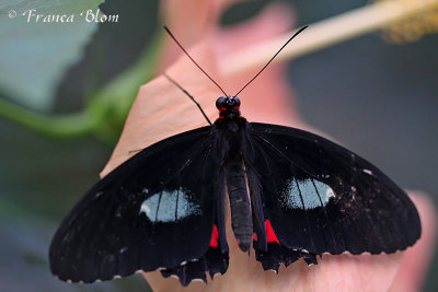 Parides iphidamas