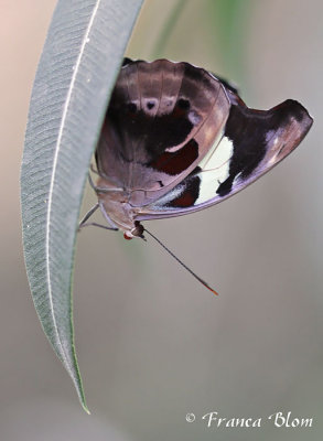 Catonephele numilia
