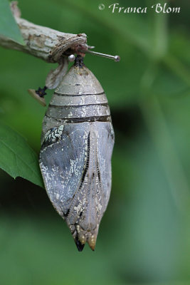 Vlinderpop