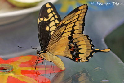 Papilio cresphontes