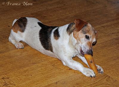 Spike met kluif