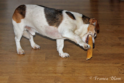 Spike eet een kluif