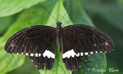 Papilio polytes man