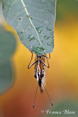 Danaus chrysippus - Kleine monarchvlinder