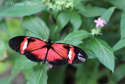 Heliconius melpomene