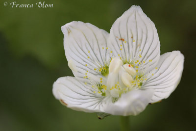 Parnissia palustris - Parnassia 