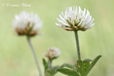 Trifolium montanum