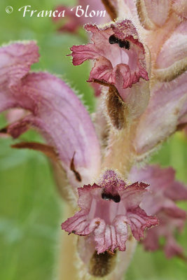 Orobanche caryophyllacea - Walstrobremraap