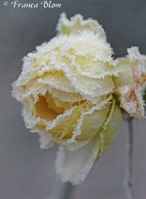 Bevroren witte roos