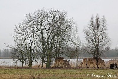 Brabantse Biesbosch