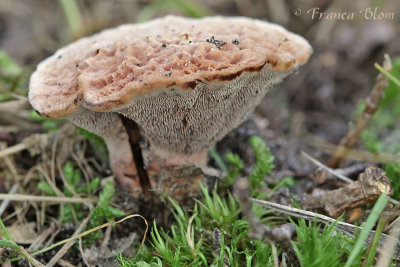 Hydnellum concrescens - Gezoneerde stekelzwam