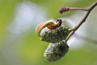 Taphrina amentorum - Elzenvlag