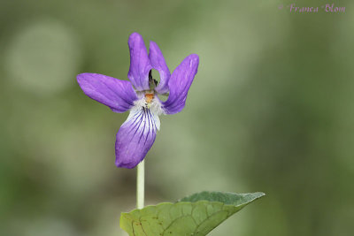Viola riviniana - Bleeksporig bosviooltje