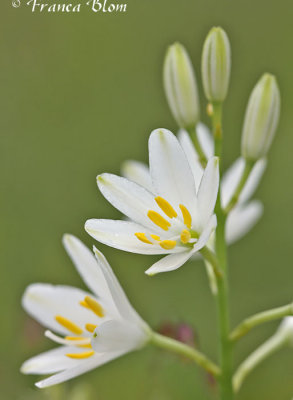  Anthericum liliago - Grote graslelie