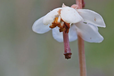 Pyrola rotundifolia - Rond wintergroen