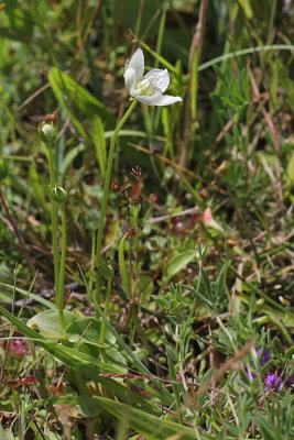 Parnissia palustris - Parnassia 