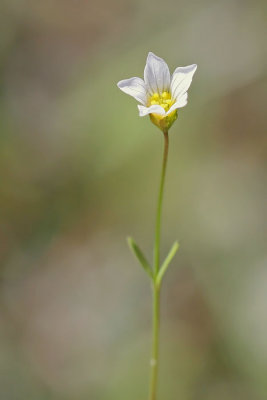 Linum catharticum - Geelhartje