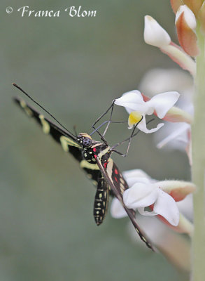 Heliconius charithonia -Zebravlinder