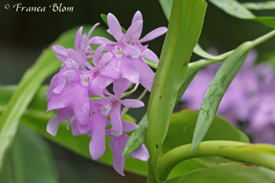 Epidendrum centropetalum