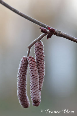 Corylus avellana - Hazelaar