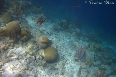 Diverse vissen, koralen en sponzen