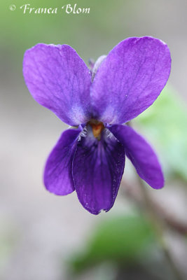 Viola odorata - Maarts viooltje