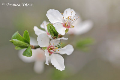 Prunus cerasifera - kerspruim