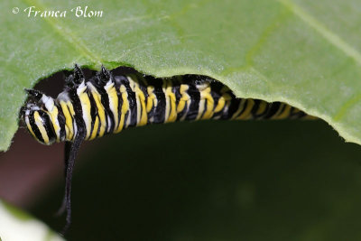 Rups monarchvlinder