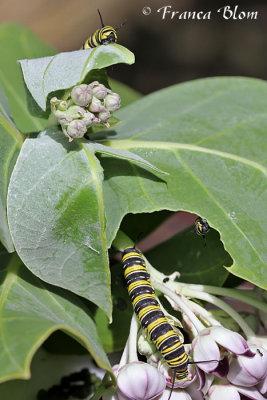 Rupsen monarchvlinder