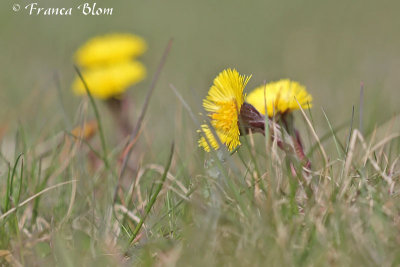 Tussilago farfara - Klein hoefblad