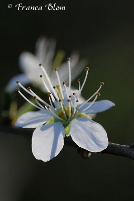 Prunus spinosa - Sleedoorn