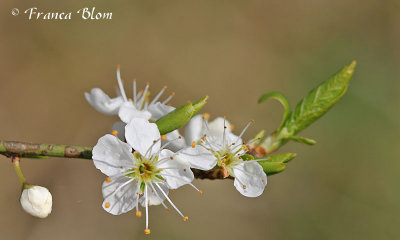 Prunus spinosa - Sleedoorn
