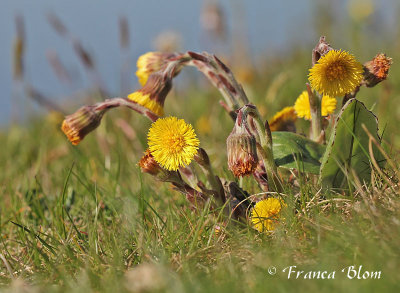 Tussilago farfara - Klein hoefblad